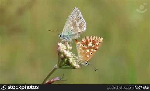 Butterflies Love (common blue)