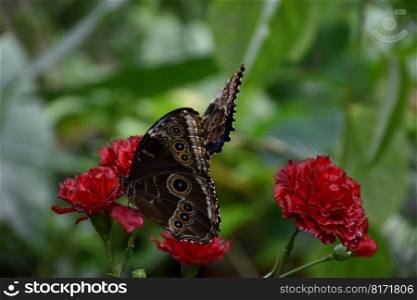 butterflies nectar insects fauna