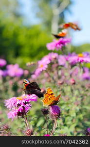 butterflies of peacock eye and Queen of Spain fritillary on the asters. butterflies of peacock eye and Queen of Spain fritillary on the asters in the garden. September nature