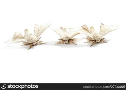 butterflies of silkworm silk worm isolated on white background