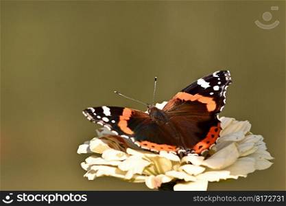 butterfly admiral butterflies