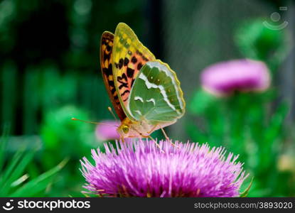 Butterfly and flower. Element of design.