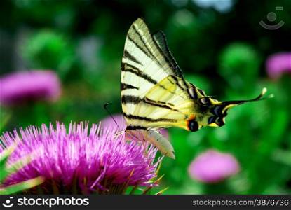Butterfly and flower. Nature composition.