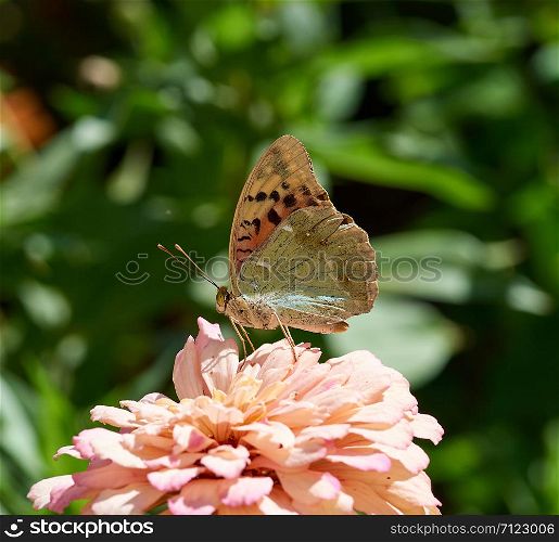 butterfly Argynnis pandora sits on a pink bud of Zinnia flower and drinks nectar in the garden, summer day