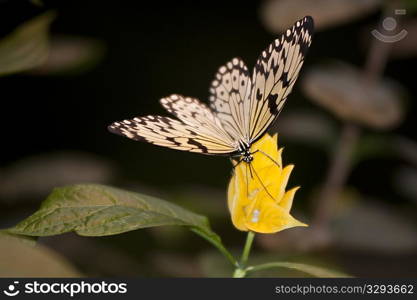 Butterfly at the Butterfly Palace in Branson, Missouri