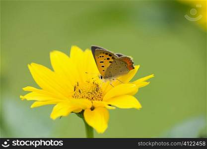 Butterfly attracted to yellow flower