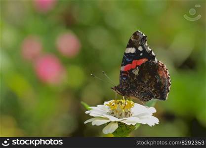 butterfly blossom bloom zinnia