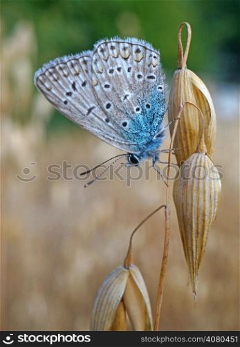 Butterfly blues at the ripe oats