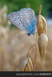 Butterfly blues at the ripe oats