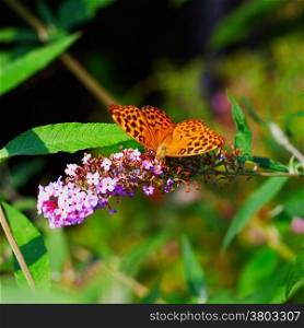 Butterfly Boloria Bellona leaning over Butterfly Bush