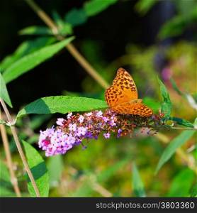 Butterfly Boloria Bellona leaning over Butterfly Bush
