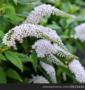 Butterfly Bush With White Flowers