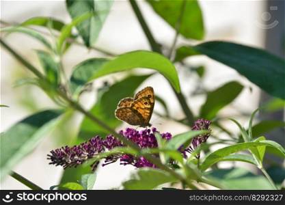 butterfly butterfly bush pollination