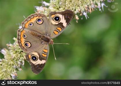 butterfly butterfly bush summer