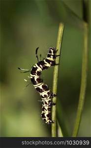 Butterfly Caterpillar, The larvae, or caterpillars are multi-legged and eat plant leaves. While most caterpillars are herbivorous, a few species eat insects.