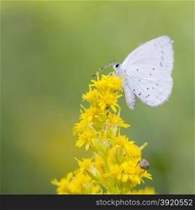 butterfly celastrina argiolus on yellow flowers with green background