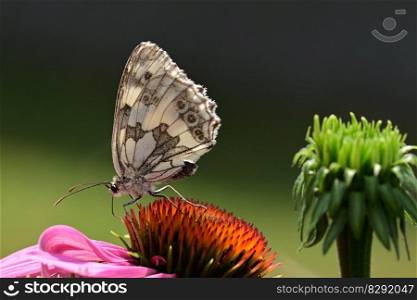 butterfly checkerboard blossom