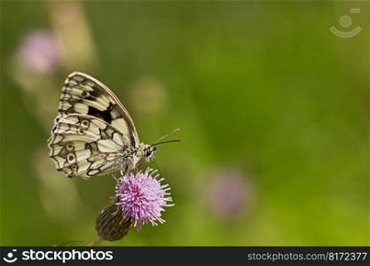 butterfly checkerboard pollinate