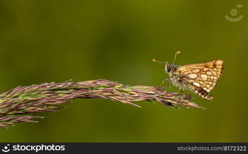 butterfly chequered skipper