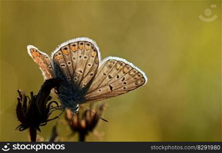 butterfly common blue backlighting