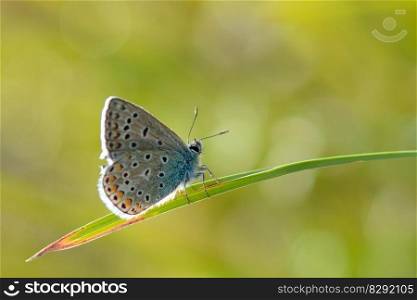 butterfly common blue butterfly