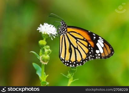 Butterfly (Danaidae), common tiger