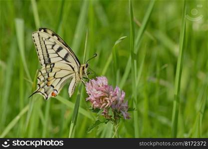 butterfly dovetail clover flower
