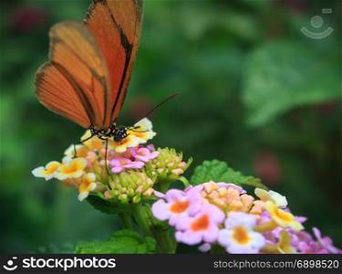 Butterfly Drawing Nectar from flower