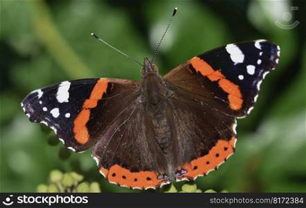 butterfly entomology insect species