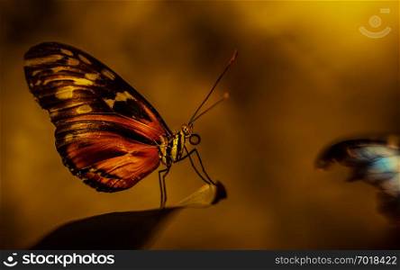 Butterfly Fairytale