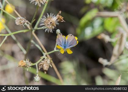butterfly feeding on flower nectar