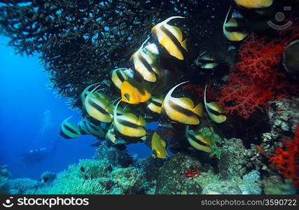 Butterfly Fish