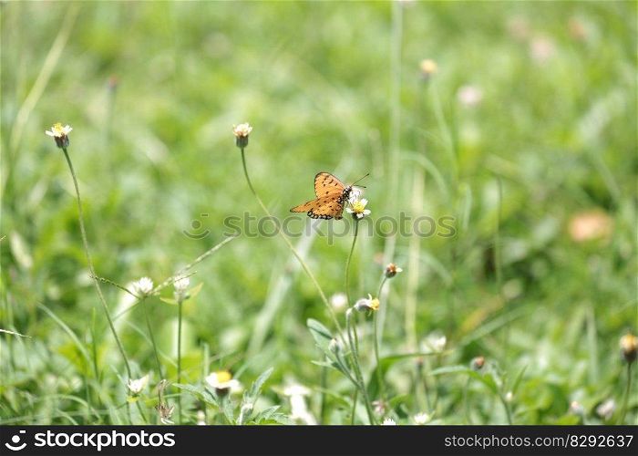 butterfly flower buds grass garden