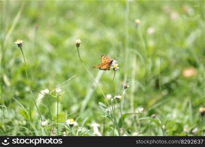 butterfly flower buds grass garden