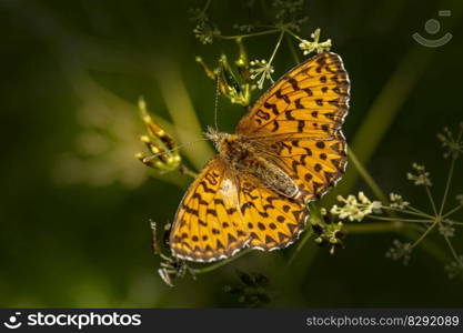 butterfly flower pollinate