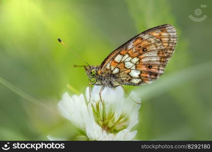 butterfly flower pollinate