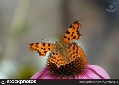 butterfly flower pollinate