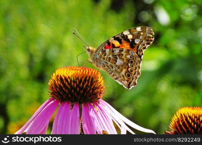 butterfly flower pollinate