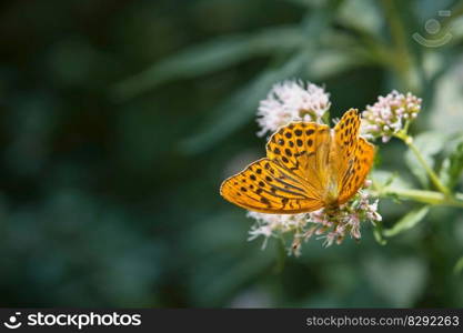 butterfly flower pollinate