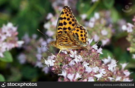 butterfly flower pollinate