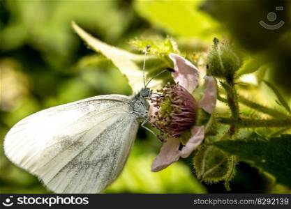 butterfly flower pollination
