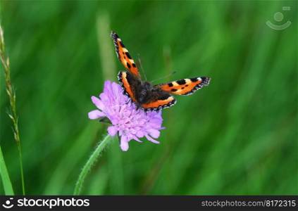 butterfly flower pollination insect