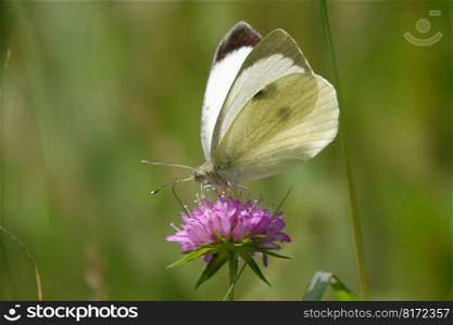 butterfly flower pollination meadow