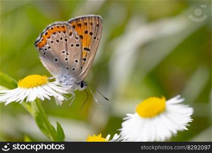 butterfly flowers chamomile field