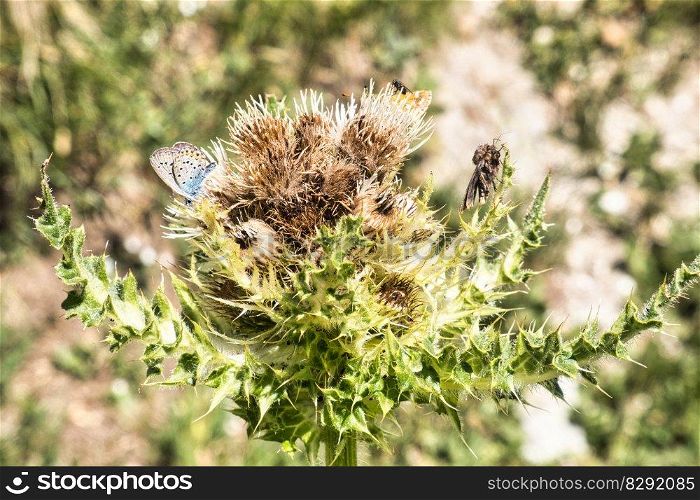 butterfly flowers insect thistle
