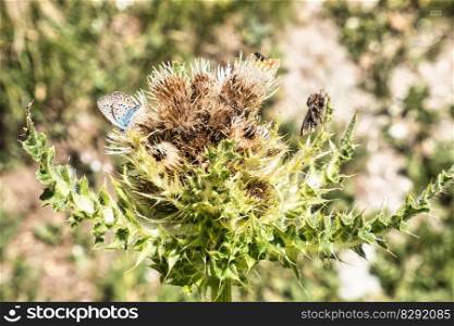 butterfly flowers insect thistle