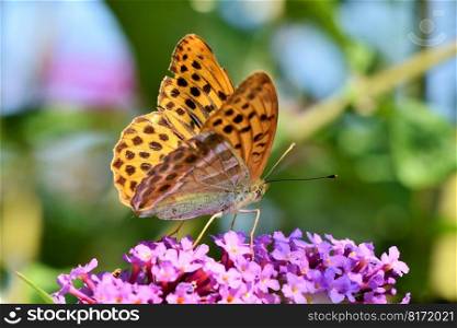 butterfly flowers pollinate