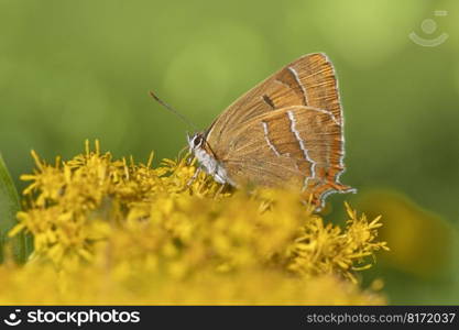 butterfly flowers pollinate