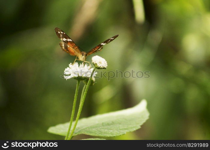 butterfly flowers pollination