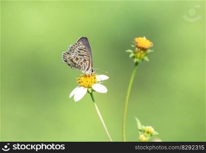 butterfly flowers pollination